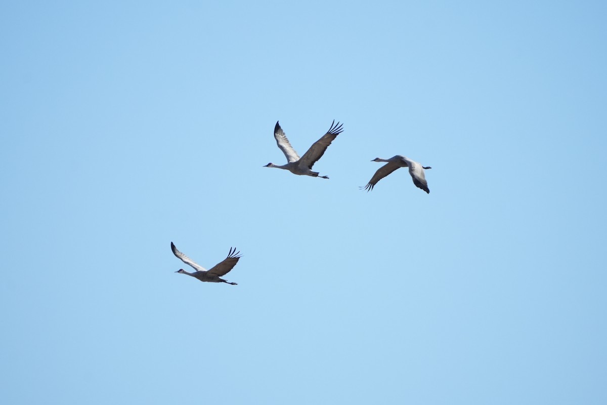 jeřáb kanadský - ML646372649