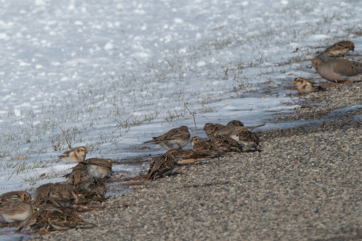 Snow Bunting - ML646372652