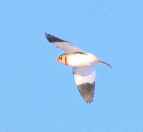 Snow Bunting - ML646372653