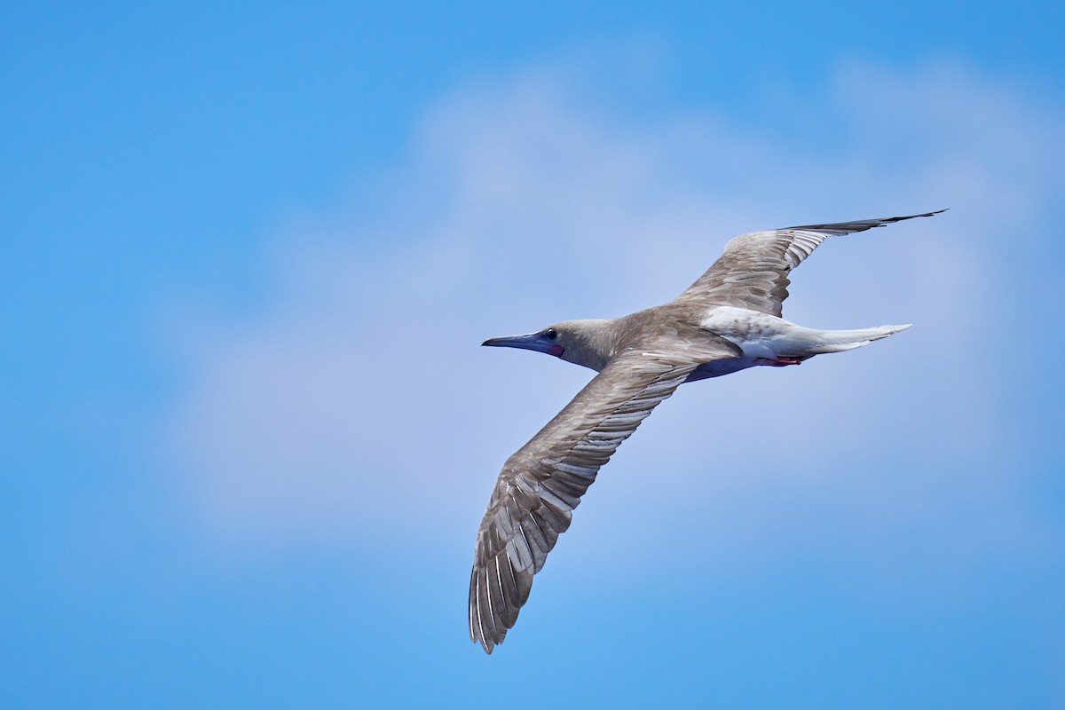 Red-footed Booby - ML646372661