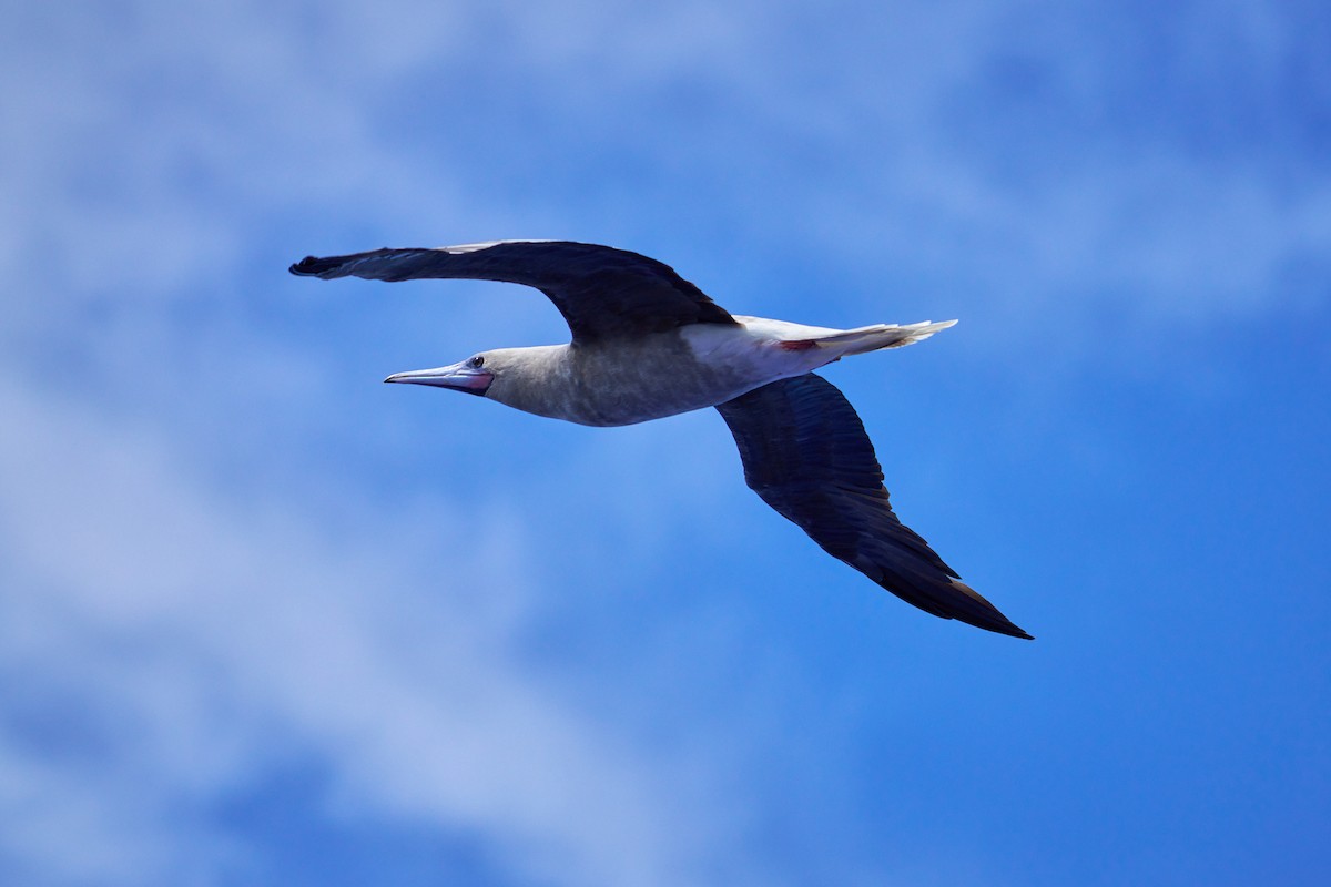 Red-footed Booby - ML646372662