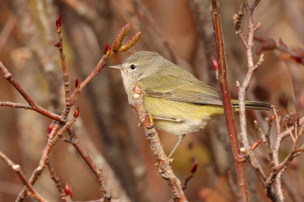 Orange-crowned Warbler - ML646372663