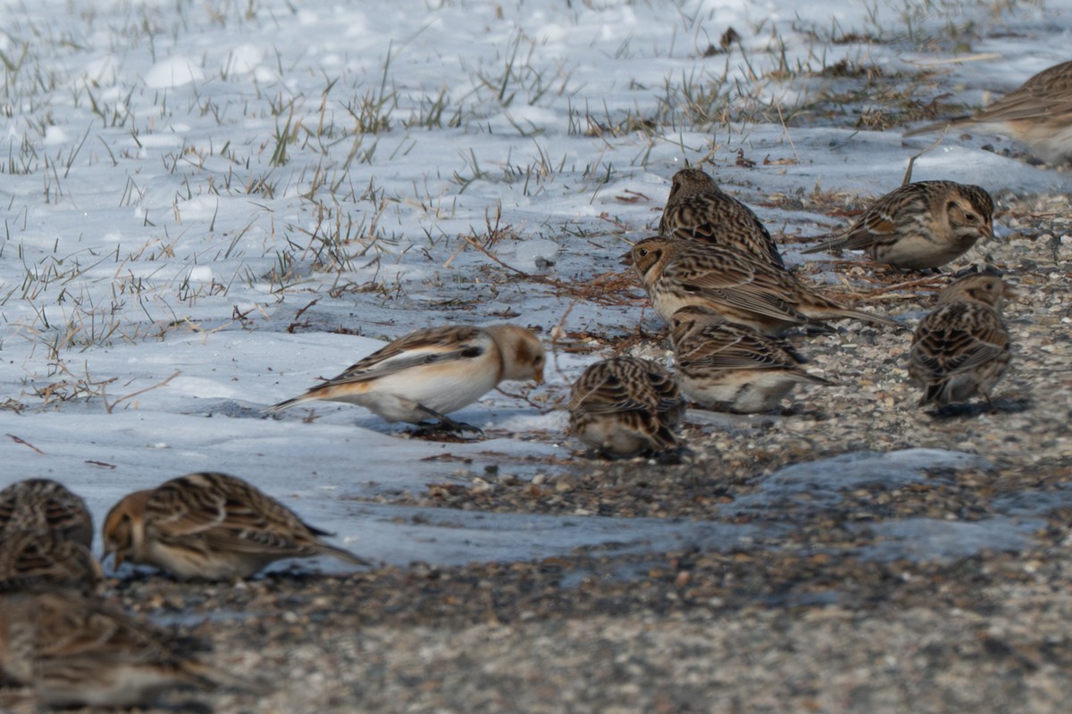 Snow Bunting - ML646372664