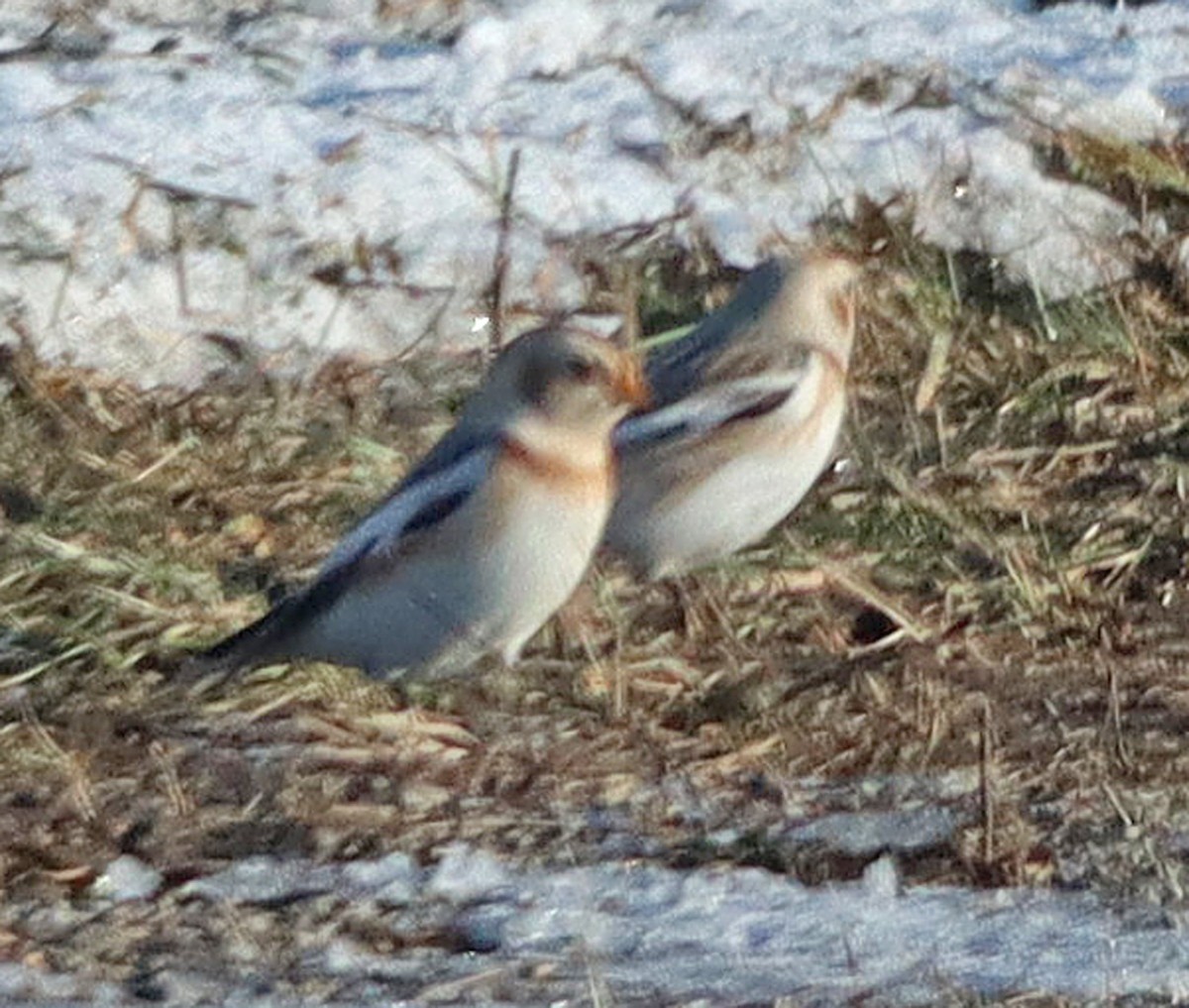 Snow Bunting - ML646372665