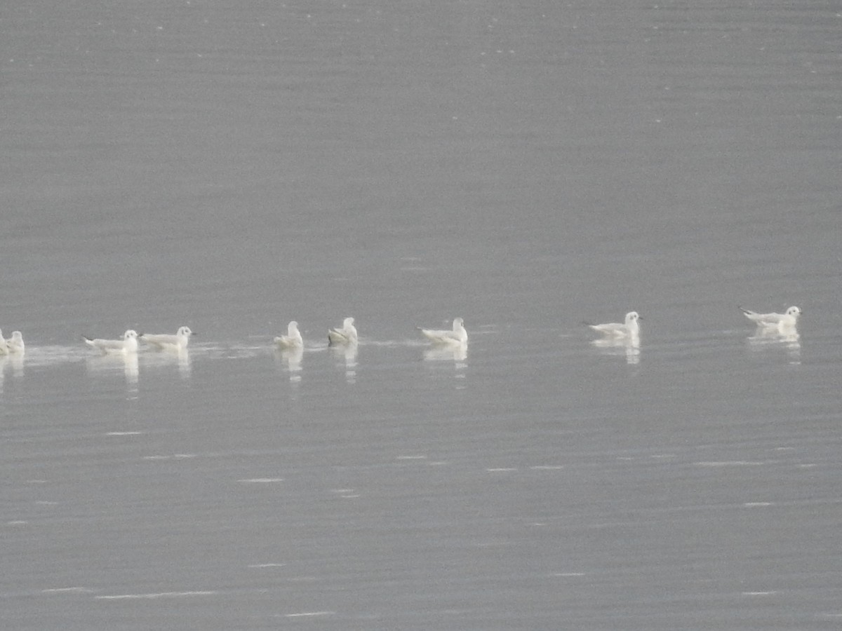 Bonaparte's Gull - ML646372666