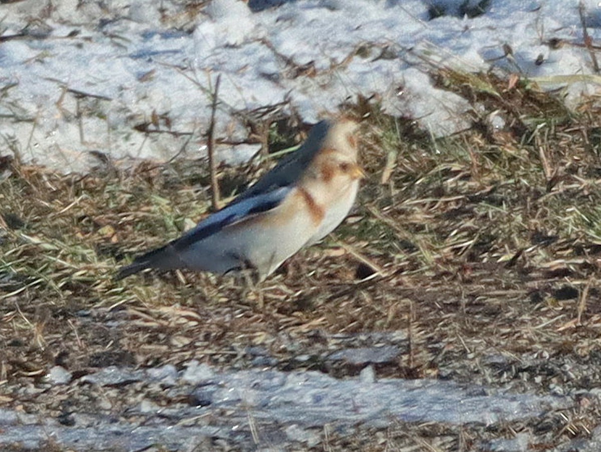 Snow Bunting - ML646372673