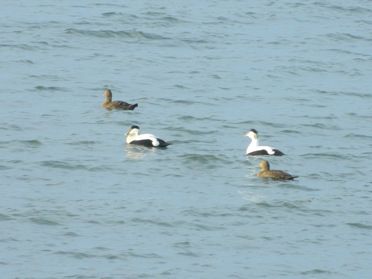Common Eider - ML646372674