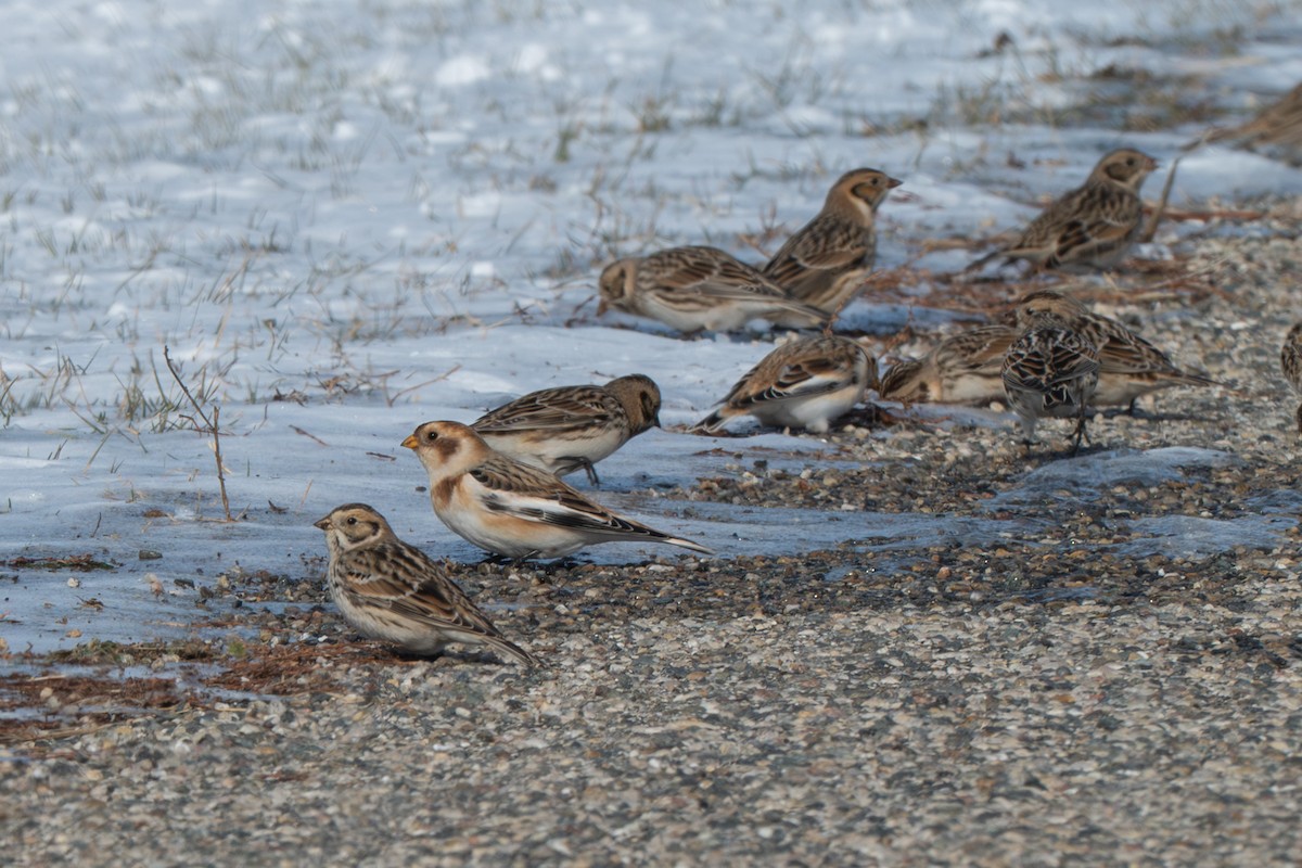 Snow Bunting - ML646372676