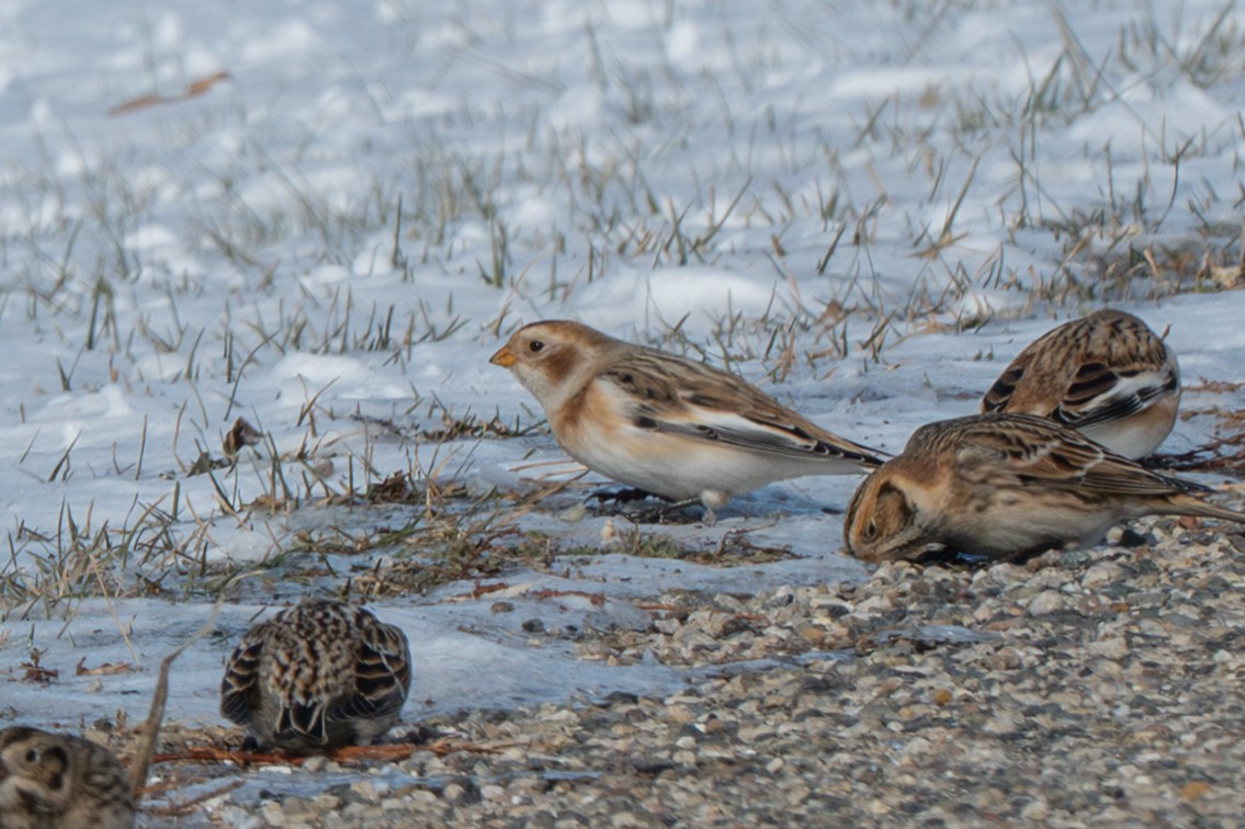 Snow Bunting - ML646372678