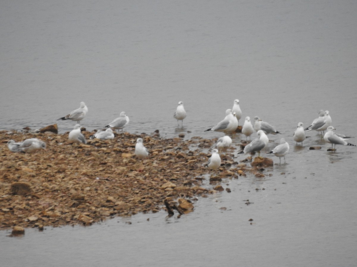 שחף עקוד-מקור - ML646372679