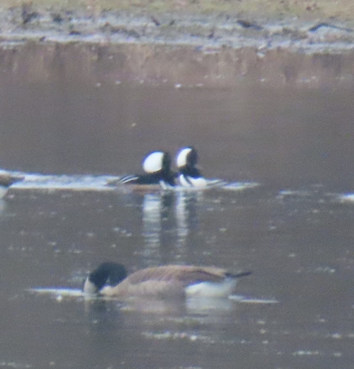 Hooded Merganser - ML646372680