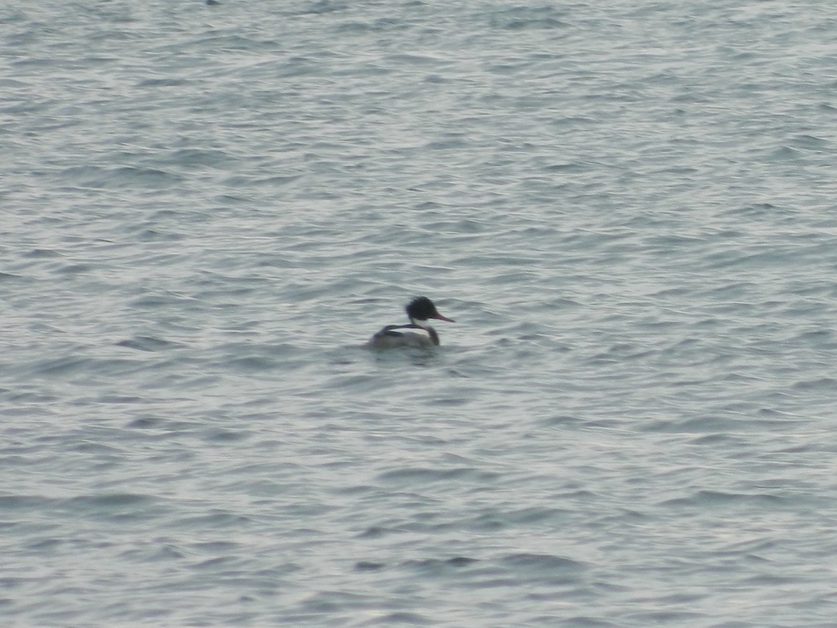 Red-breasted Merganser - ML646372681