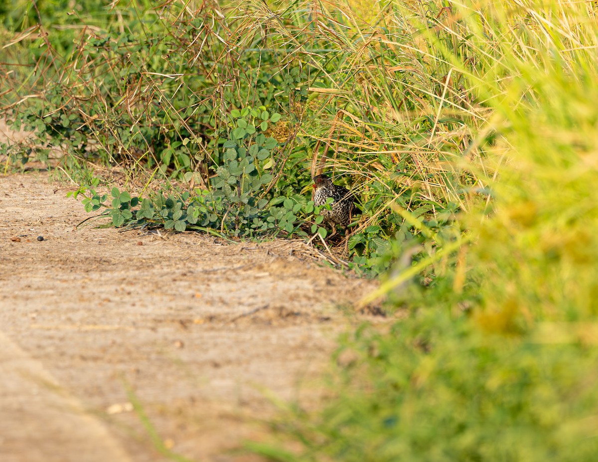 Spotted Rail - ML646372682