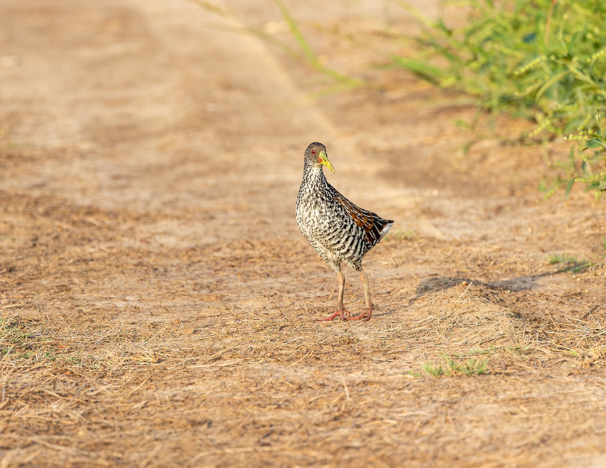 Spotted Rail - ML646372683