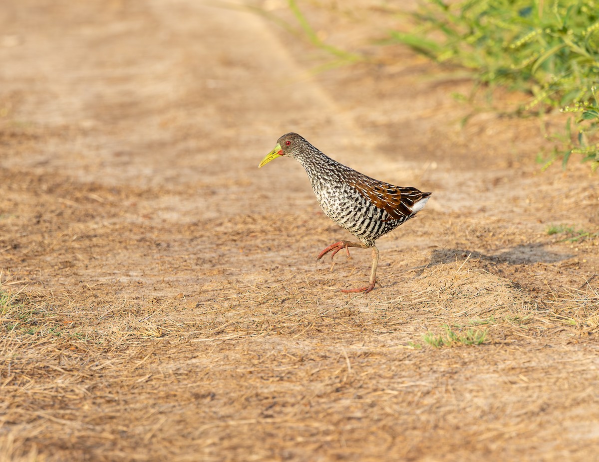 Spotted Rail - ML646372685