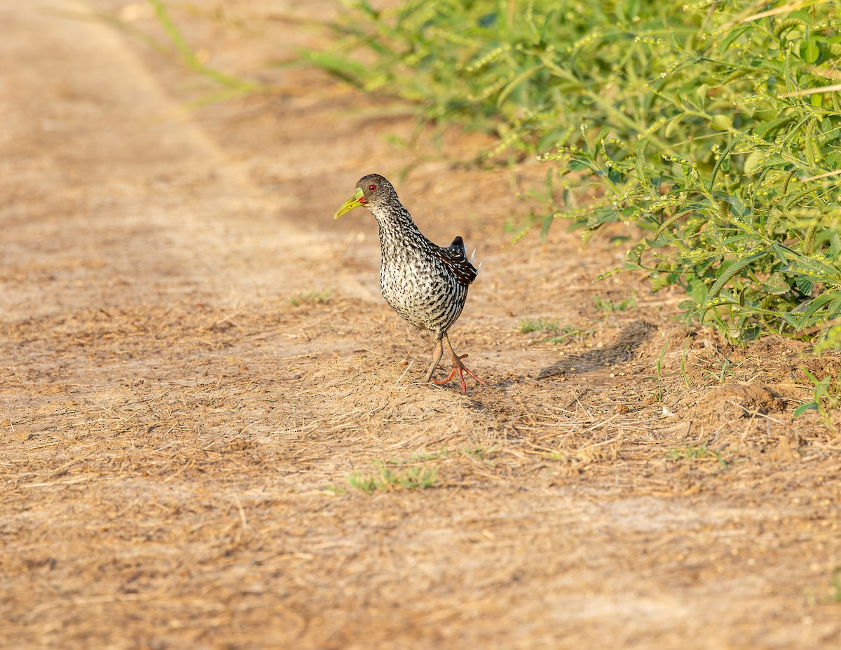 Spotted Rail - ML646372686