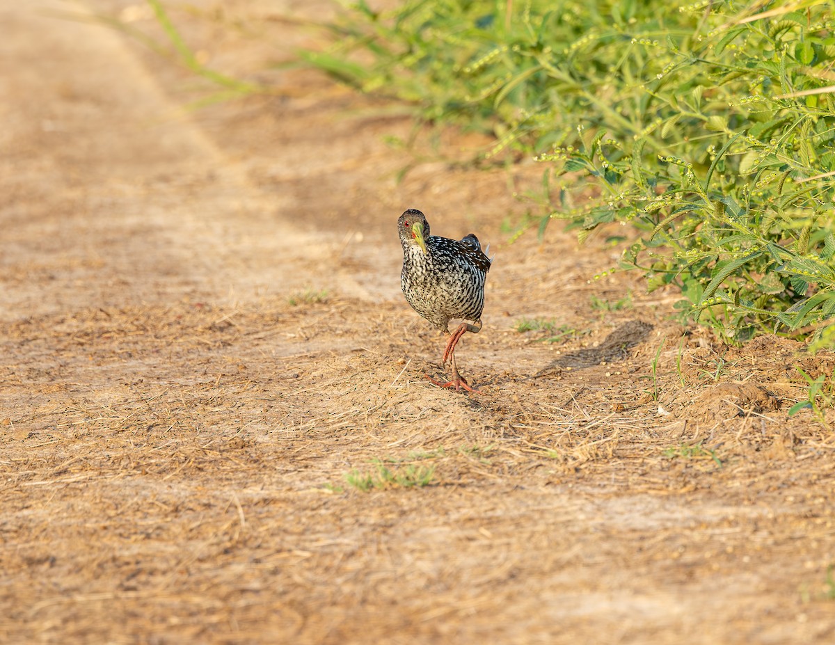 Spotted Rail - ML646372687