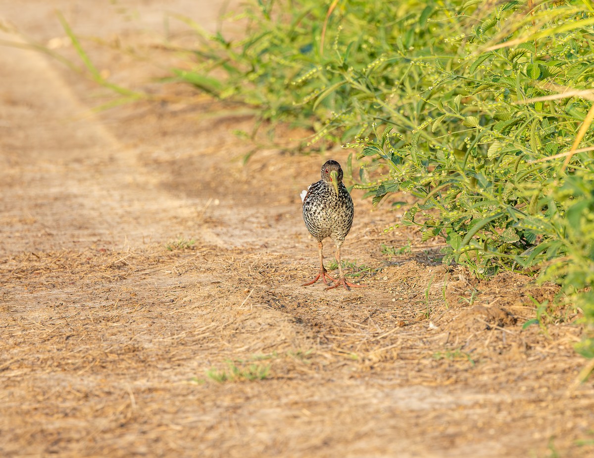 Spotted Rail - ML646372688