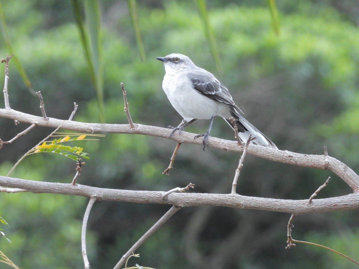 Tropical Mockingbird - ML646372690
