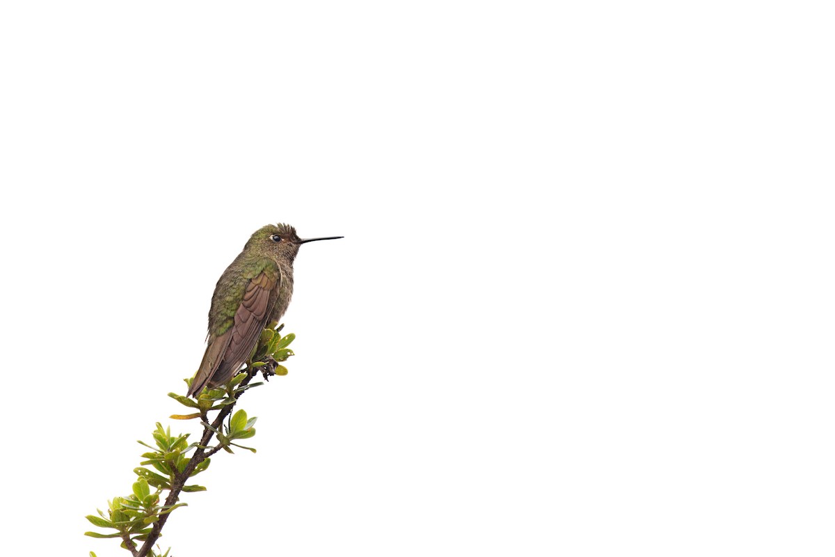 Tyrian Metaltail - ML646372691