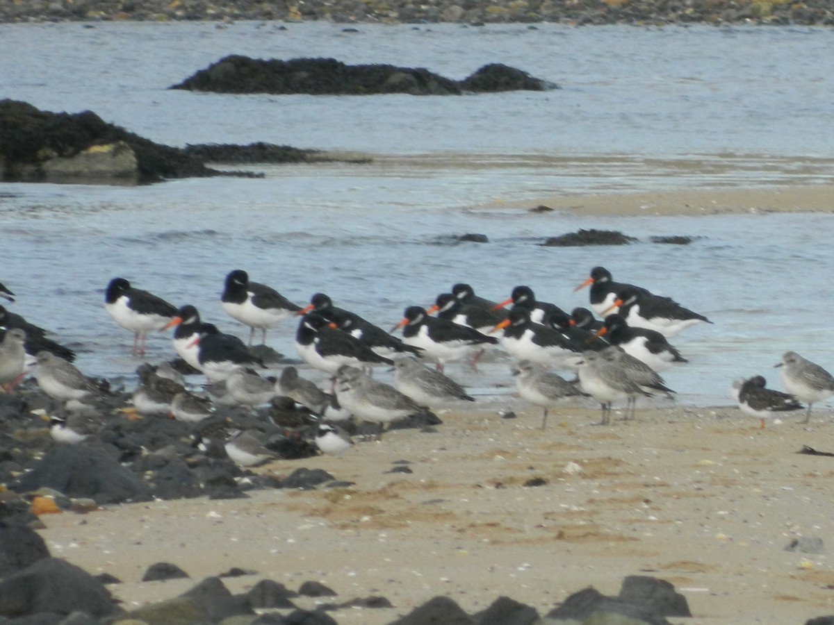 Eurasian Oystercatcher - ML646372693