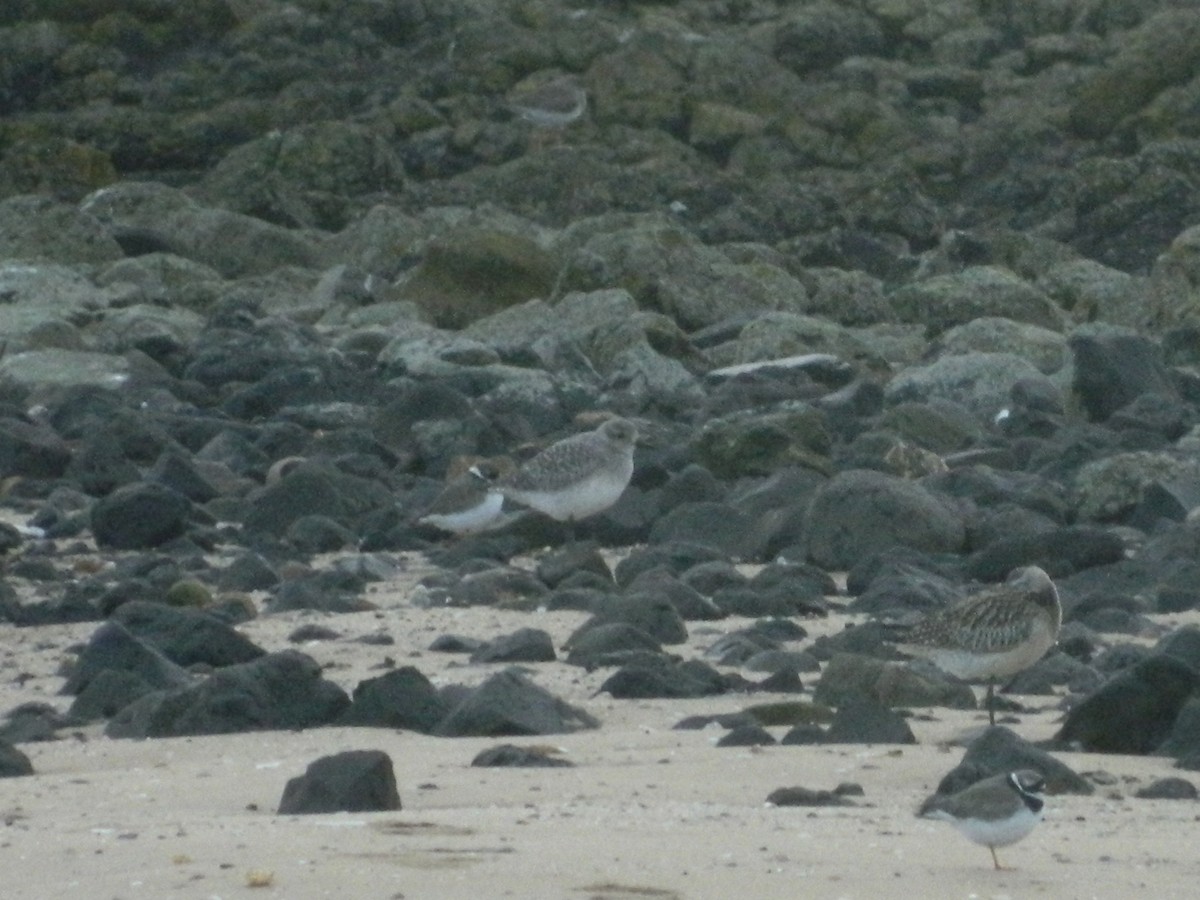 Chorlito Gris - ML646372698