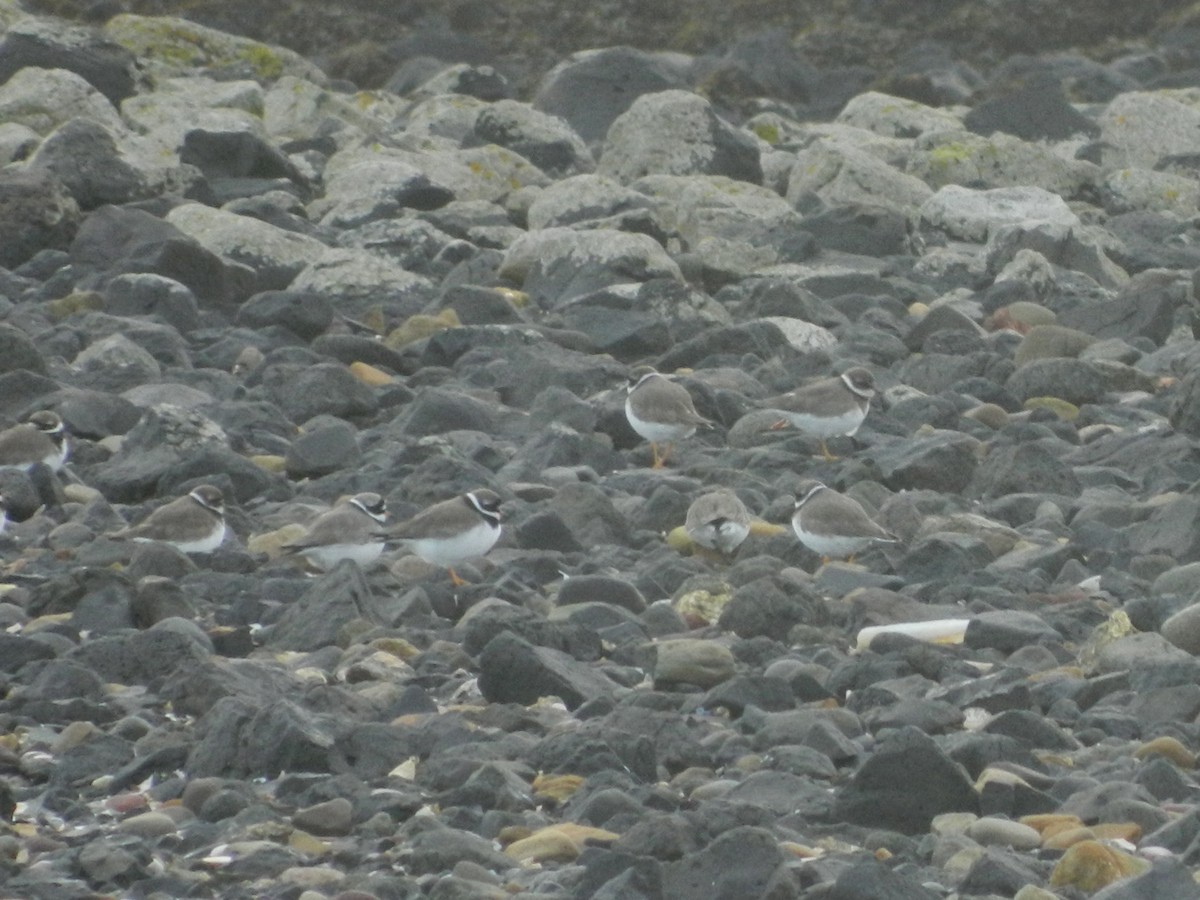 Common Ringed Plover - ML646372703