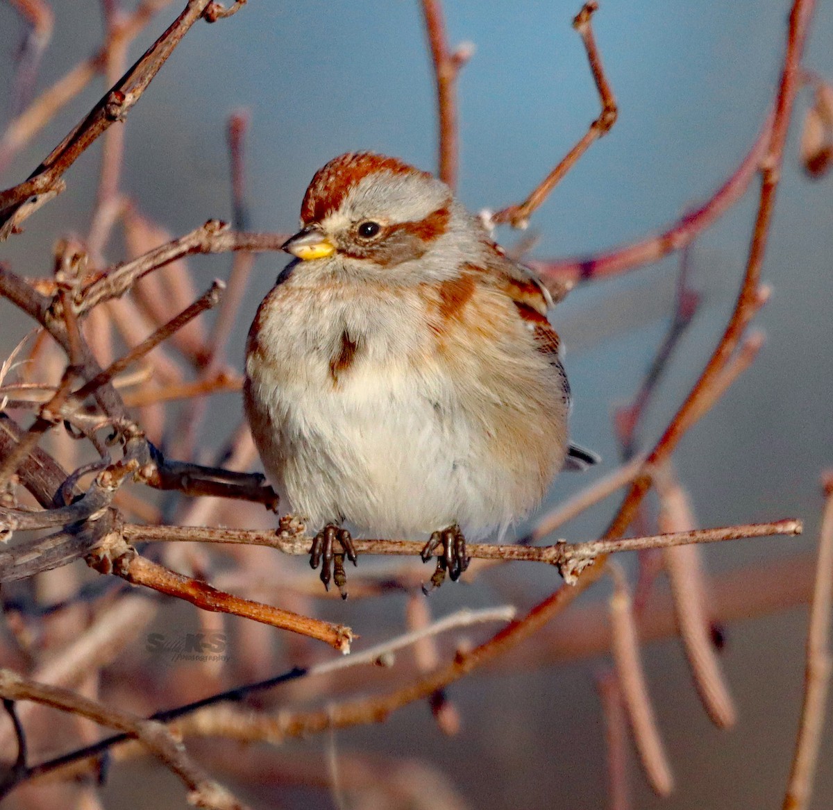 American Tree Sparrow - ML646372704