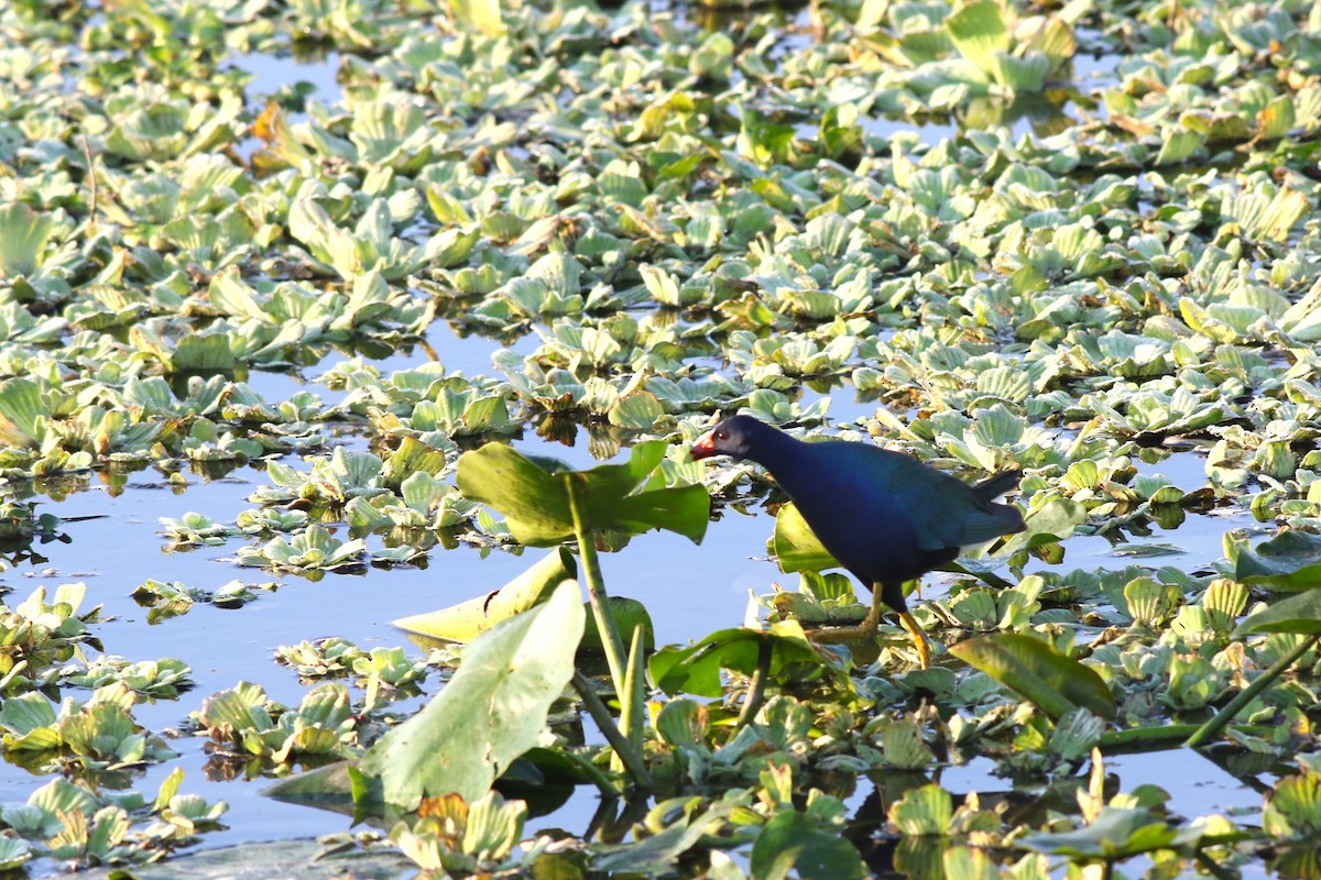 Малая султанка - ML646372705