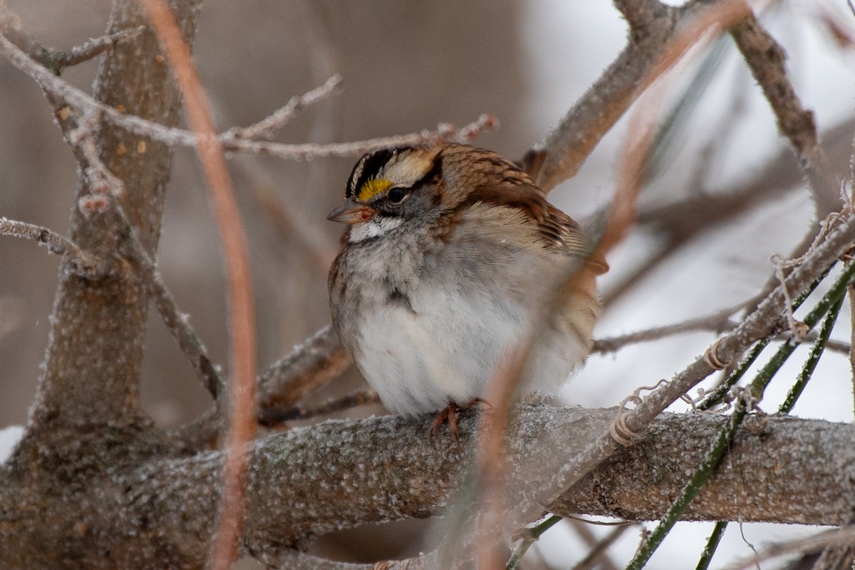 White-throated Sparrow - ML646372706