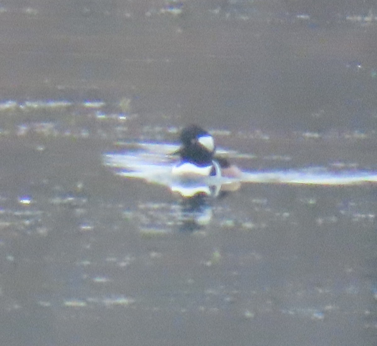 Hooded Merganser - ML646372707