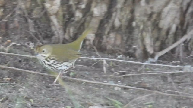 Ovenbird - ML646372712