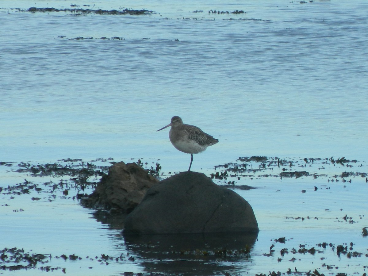 Bar-tailed Godwit - ML646372713