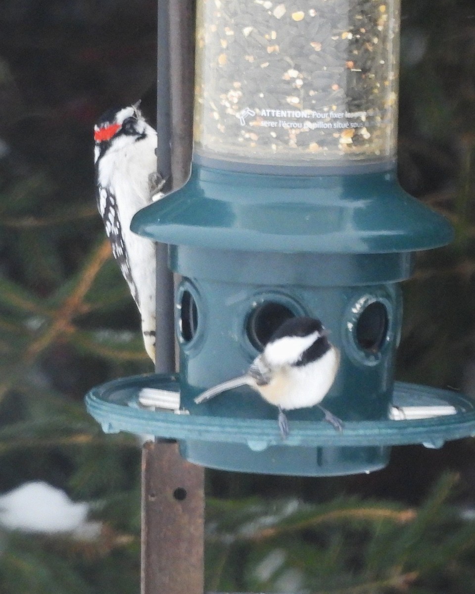 Downy/Hairy Woodpecker - ML646372714