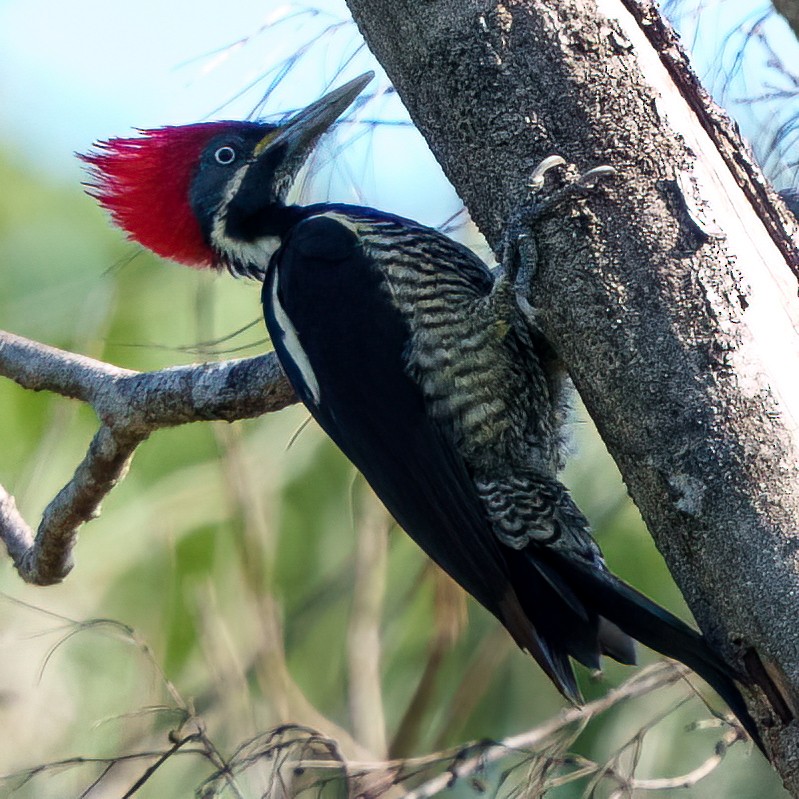 Pic ouentou - ML646372716