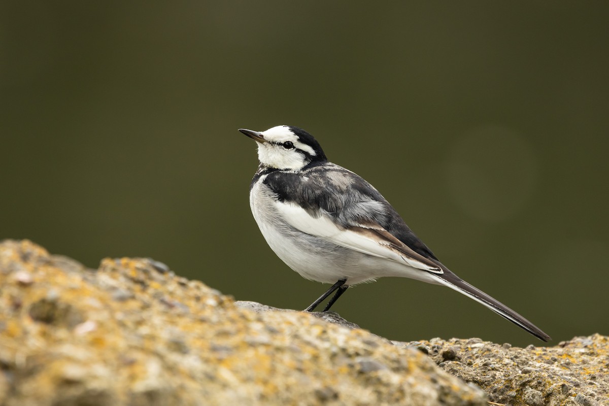 White Wagtail (Black-backed) - ML646372717