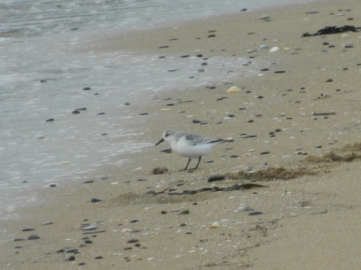 Sanderling - ML646372718