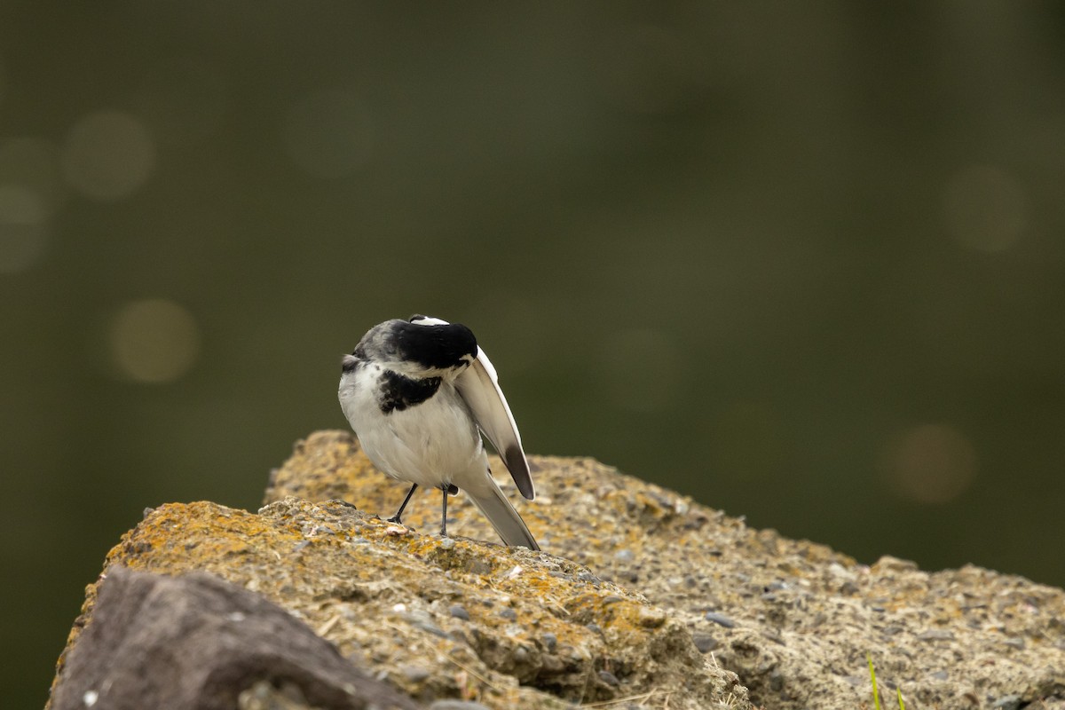 White Wagtail (Black-backed) - ML646372719