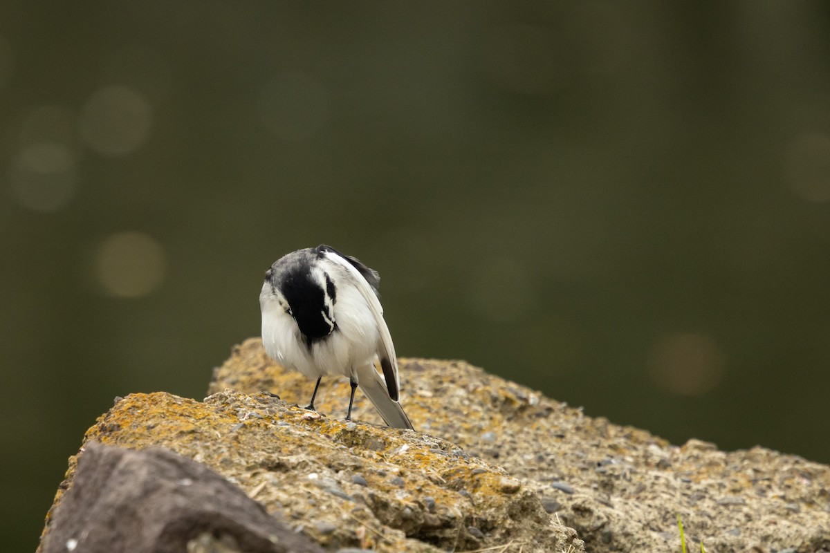 White Wagtail (Black-backed) - ML646372720