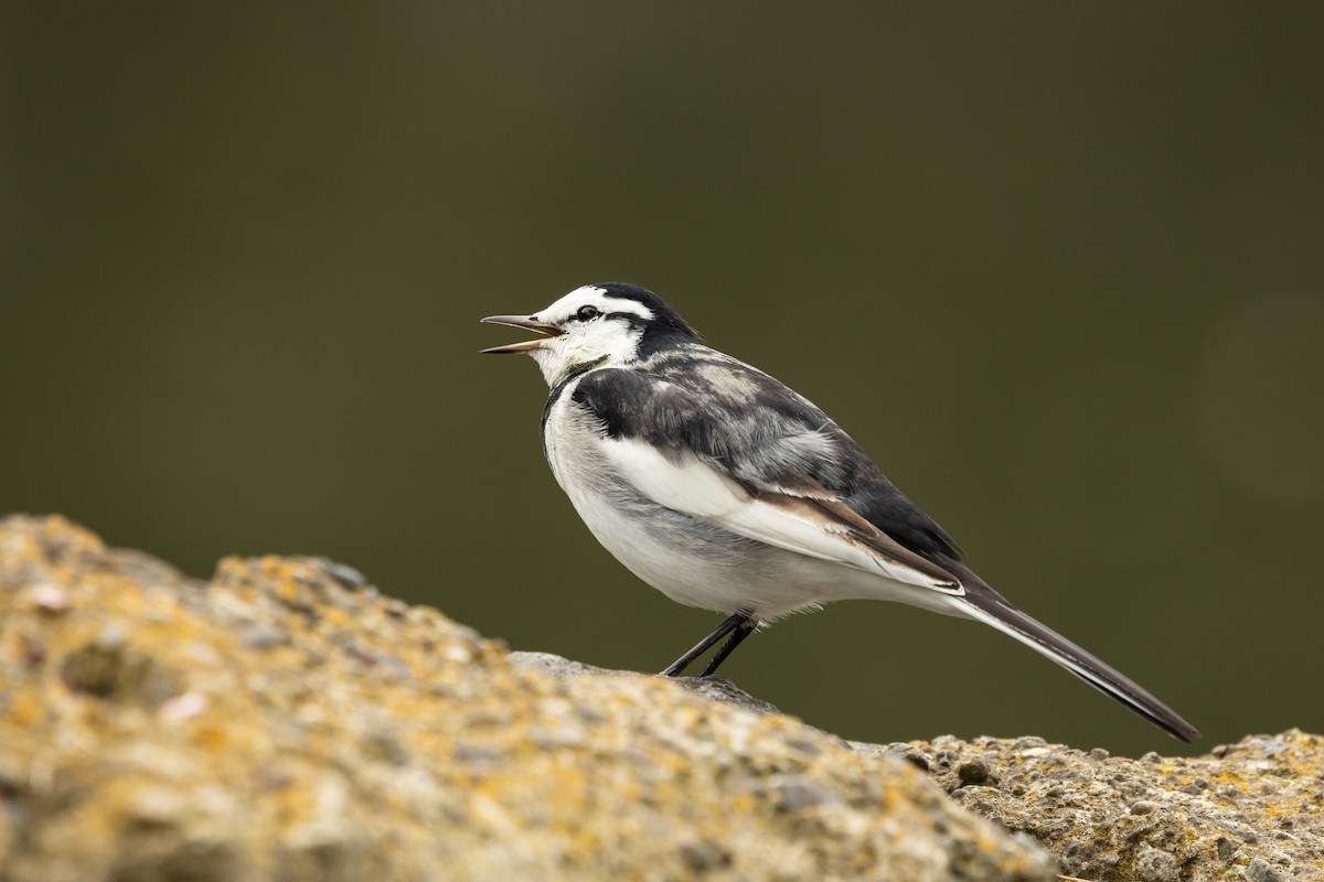 White Wagtail (Black-backed) - ML646372721