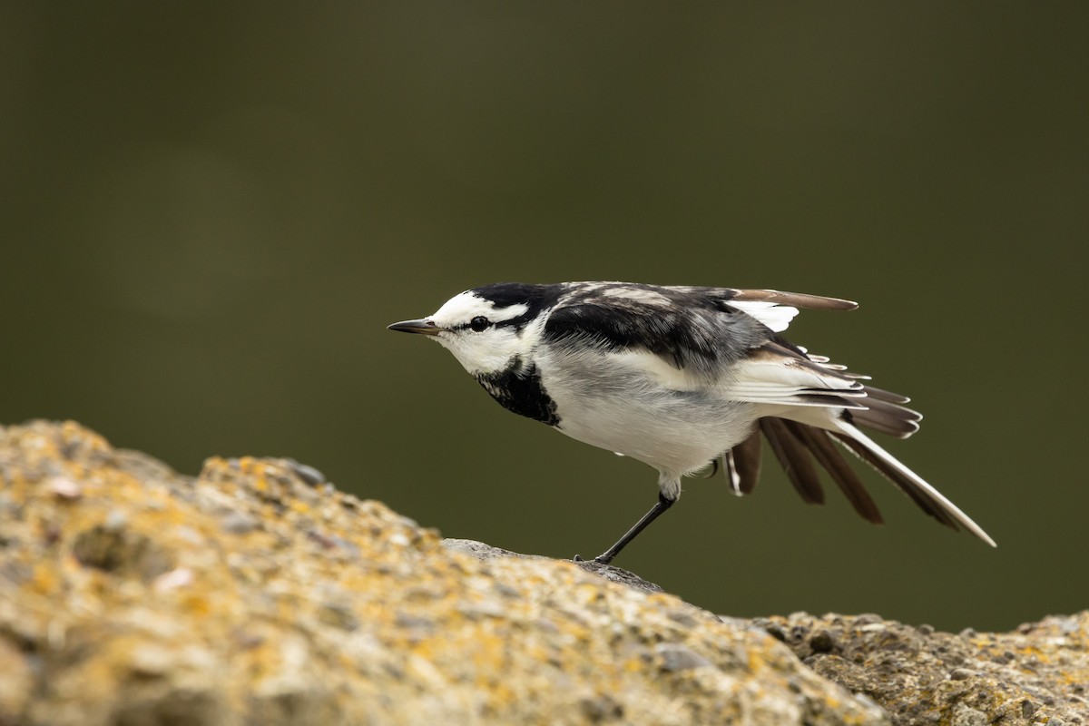 White Wagtail (Black-backed) - ML646372722