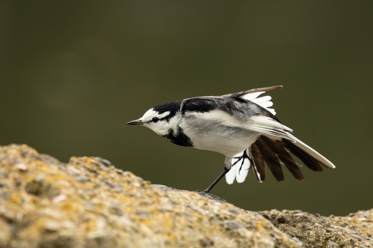 White Wagtail (Black-backed) - ML646372723
