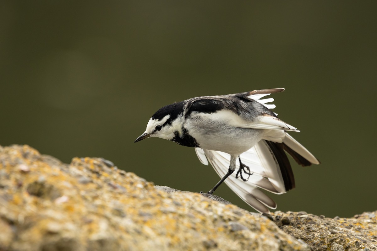 White Wagtail (Black-backed) - ML646372724