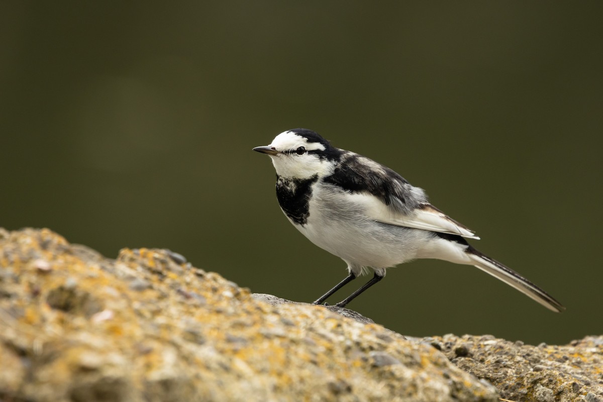 White Wagtail (Black-backed) - ML646372725
