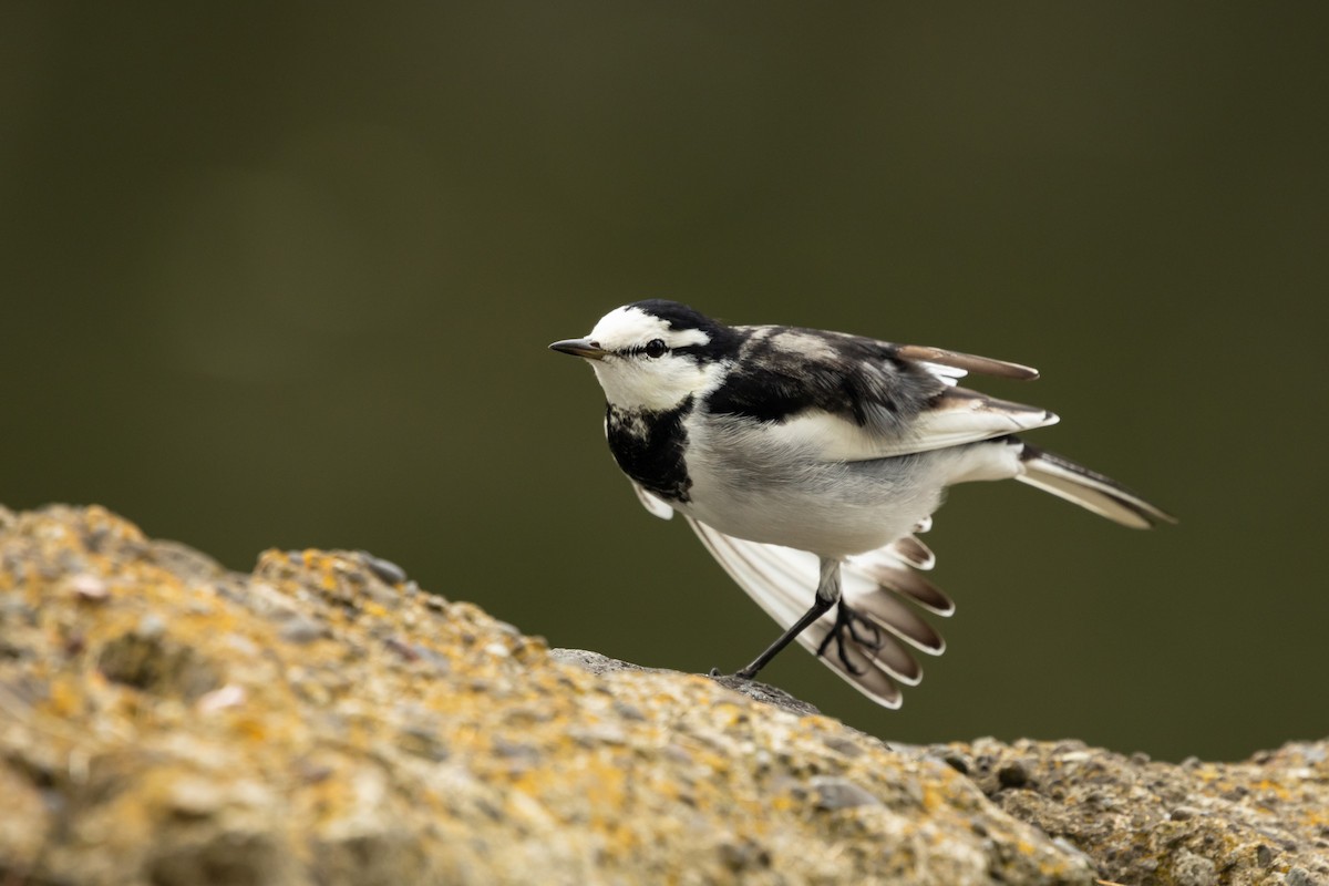 White Wagtail (Black-backed) - ML646372726