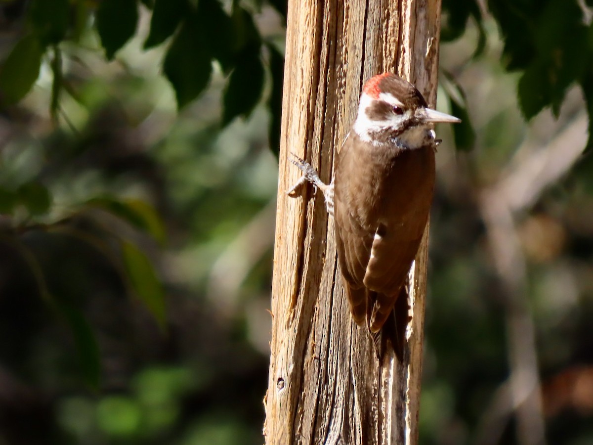 Дзьоган аризонський - ML646372732