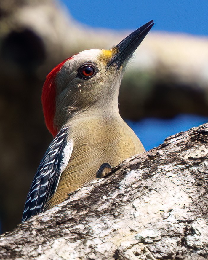 Pic du Yucatan - ML646372733