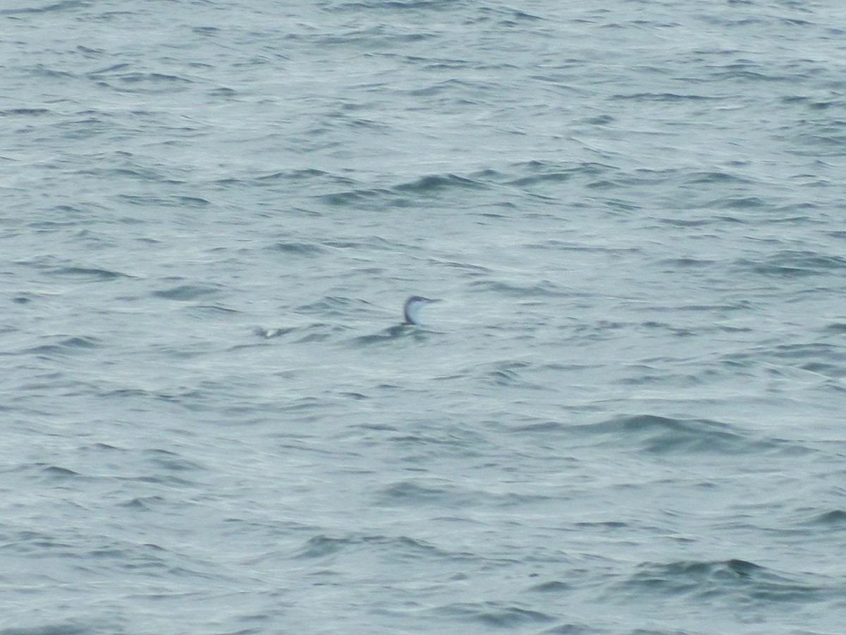 Red-throated Loon - ML646372735