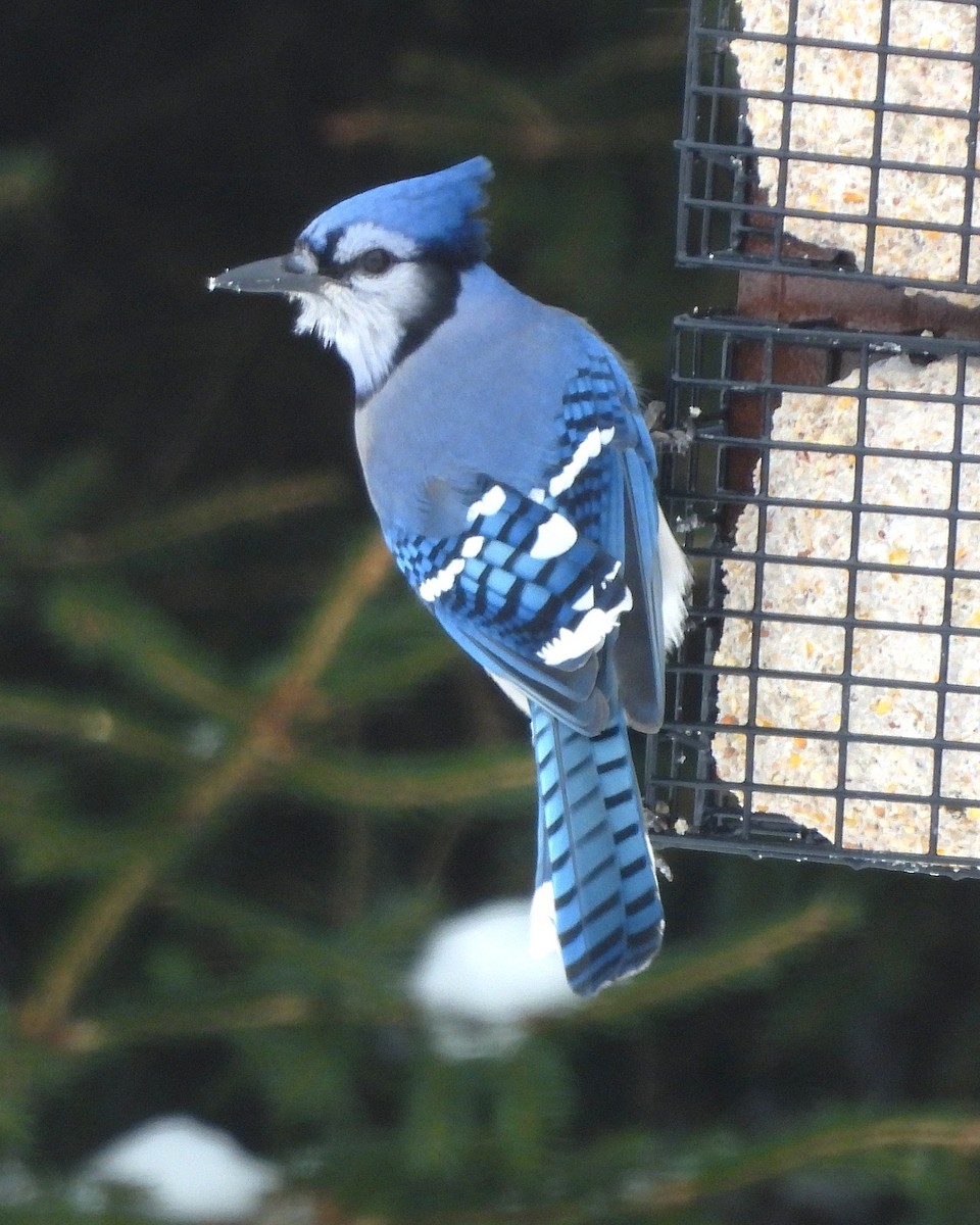 Blue Jay - ML646372736