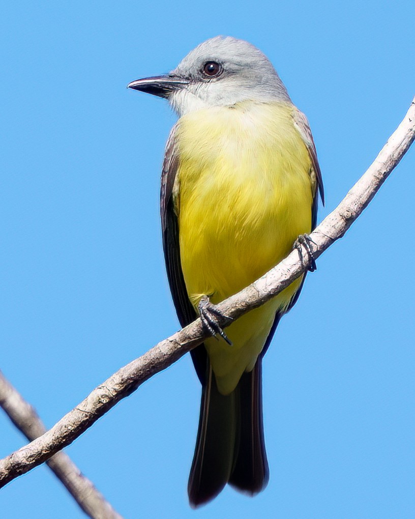 Tyran de Couch - ML646372741